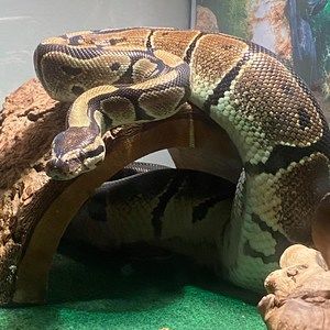 Meet your Posher, Charlene